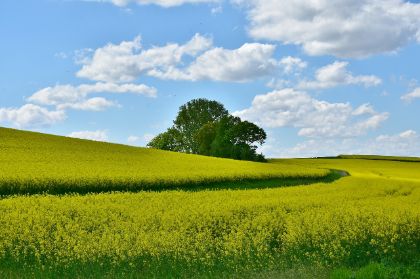 NOVITA' PER LA VALUTAZIONE DI INCIDENZA AMBIENTALE