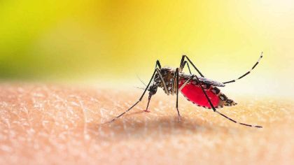 Alcune regole pre contrastare la proliferazione delle zanzare